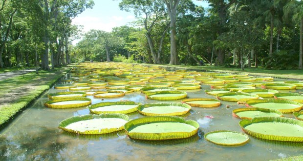 Jardin Botanique de Pamplemousses