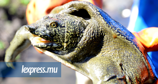 Cette tortue a élu domicile près de la cressonnière à La Ferme.