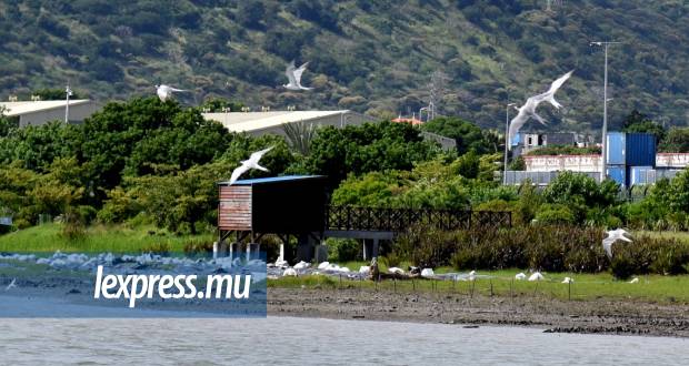 Le Rivulet Terre-Rouge Estuary Bird Sanctuary est un site Ramsar apprécié des oiseaux marins et migrateurs, qui échappent aux mois d’hiver dans l’hémisphère nord.