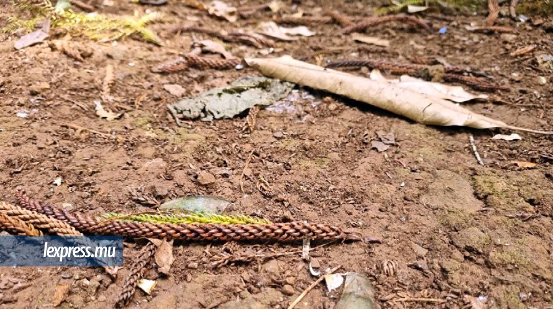 Des bouteilles cassées sur le sentier de la forêt Daruty.